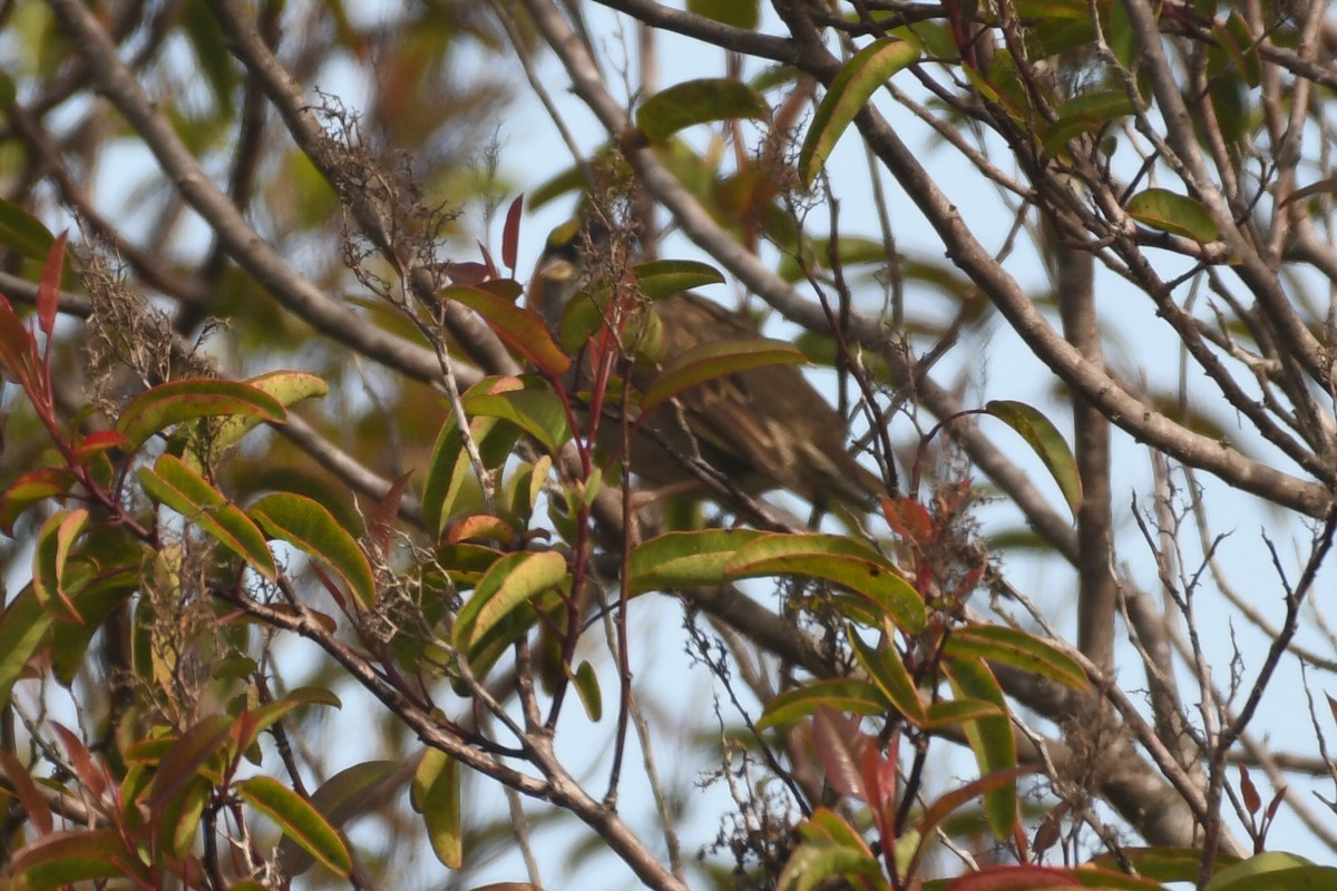 Golden-crowned Sparrow - ML618067283