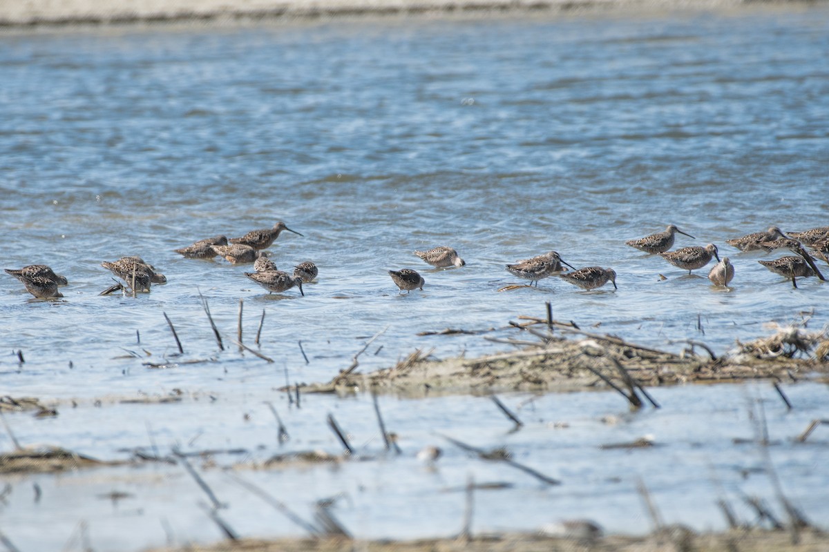 Long-billed Dowitcher - ML618067289
