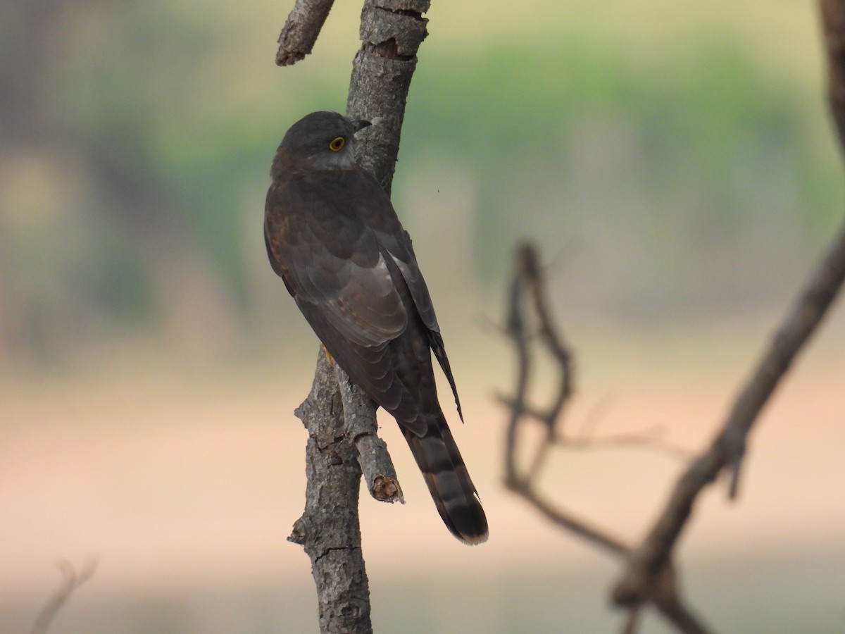 Common Hawk-Cuckoo - Murari Varma