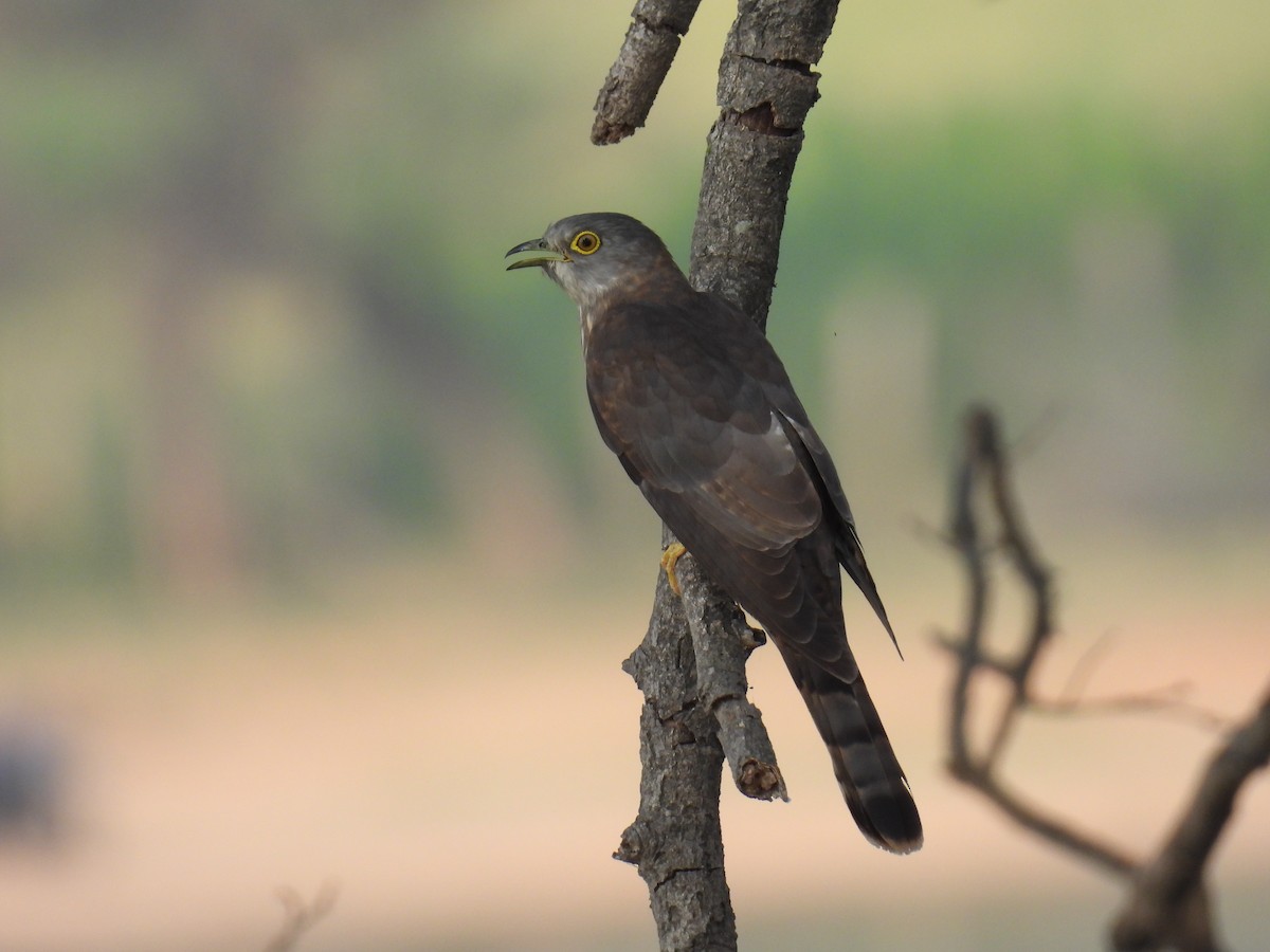 Common Hawk-Cuckoo - Murari Varma