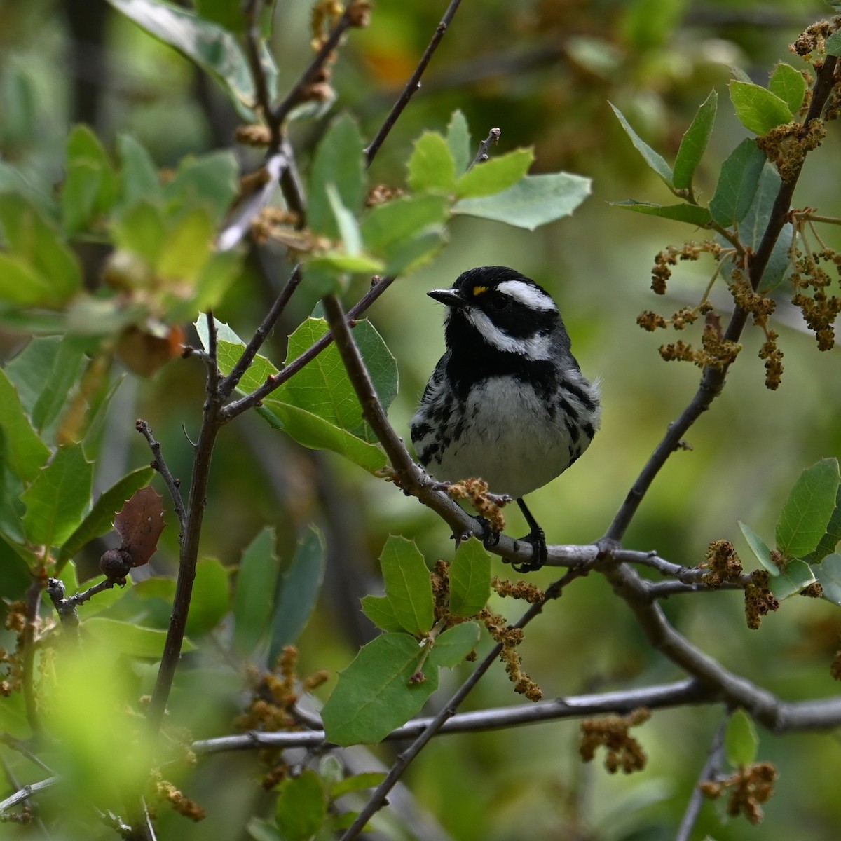 Black-throated Gray Warbler - Ronnie Reed
