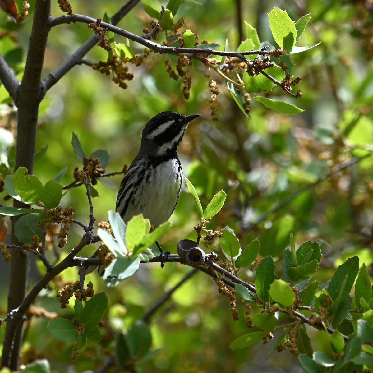 Black-throated Gray Warbler - ML618067302