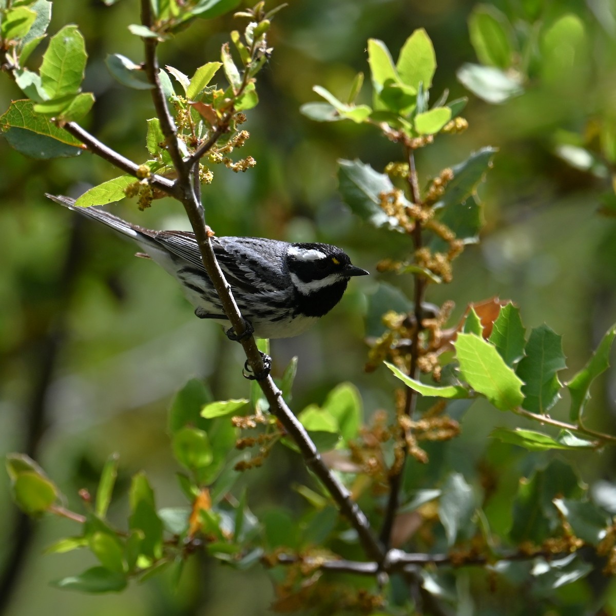 Black-throated Gray Warbler - ML618067303