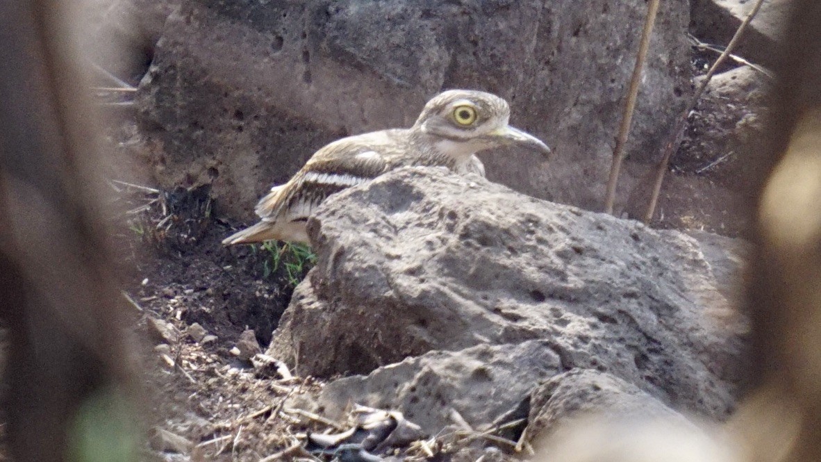 Indian Thick-knee - ML618067320