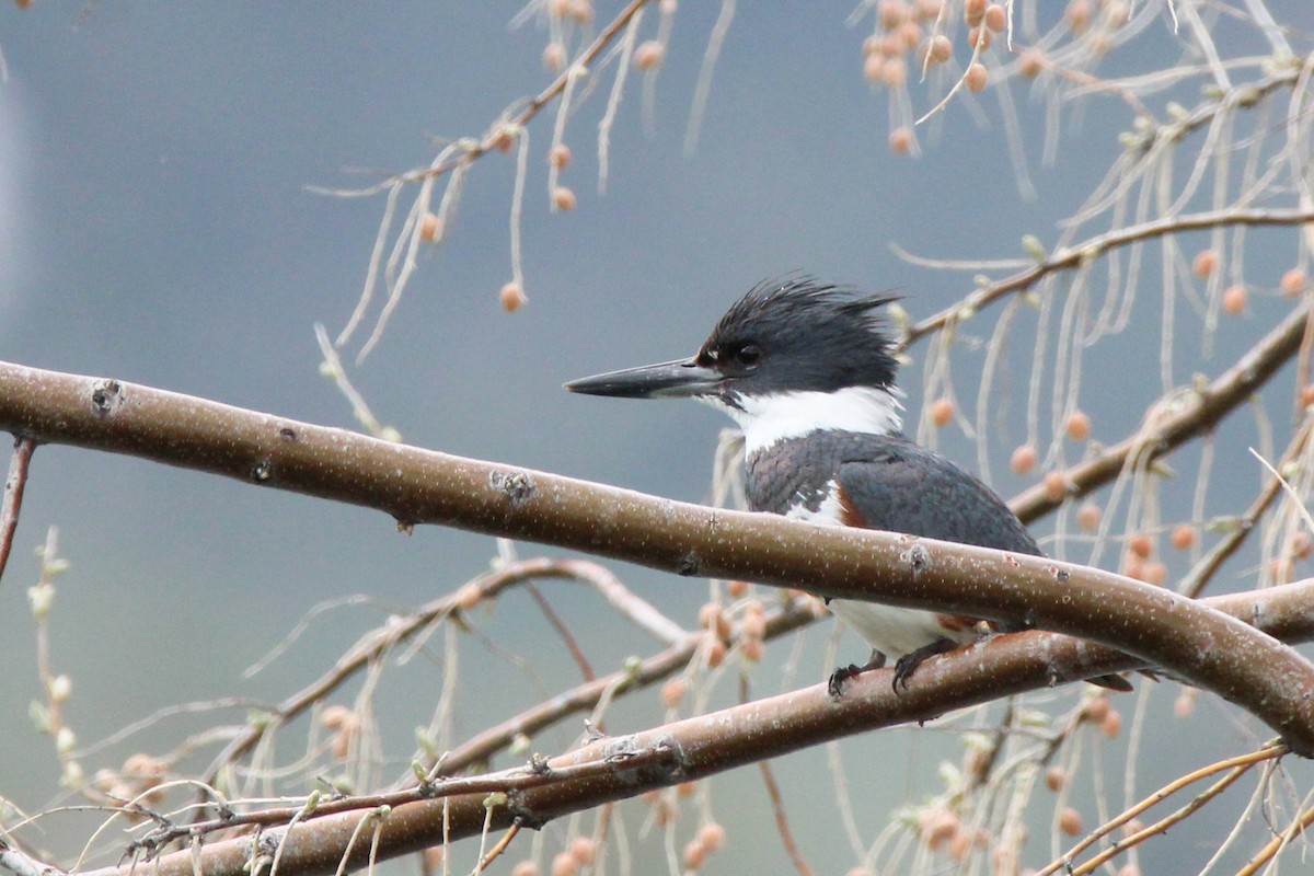 Belted Kingfisher - ML618067325