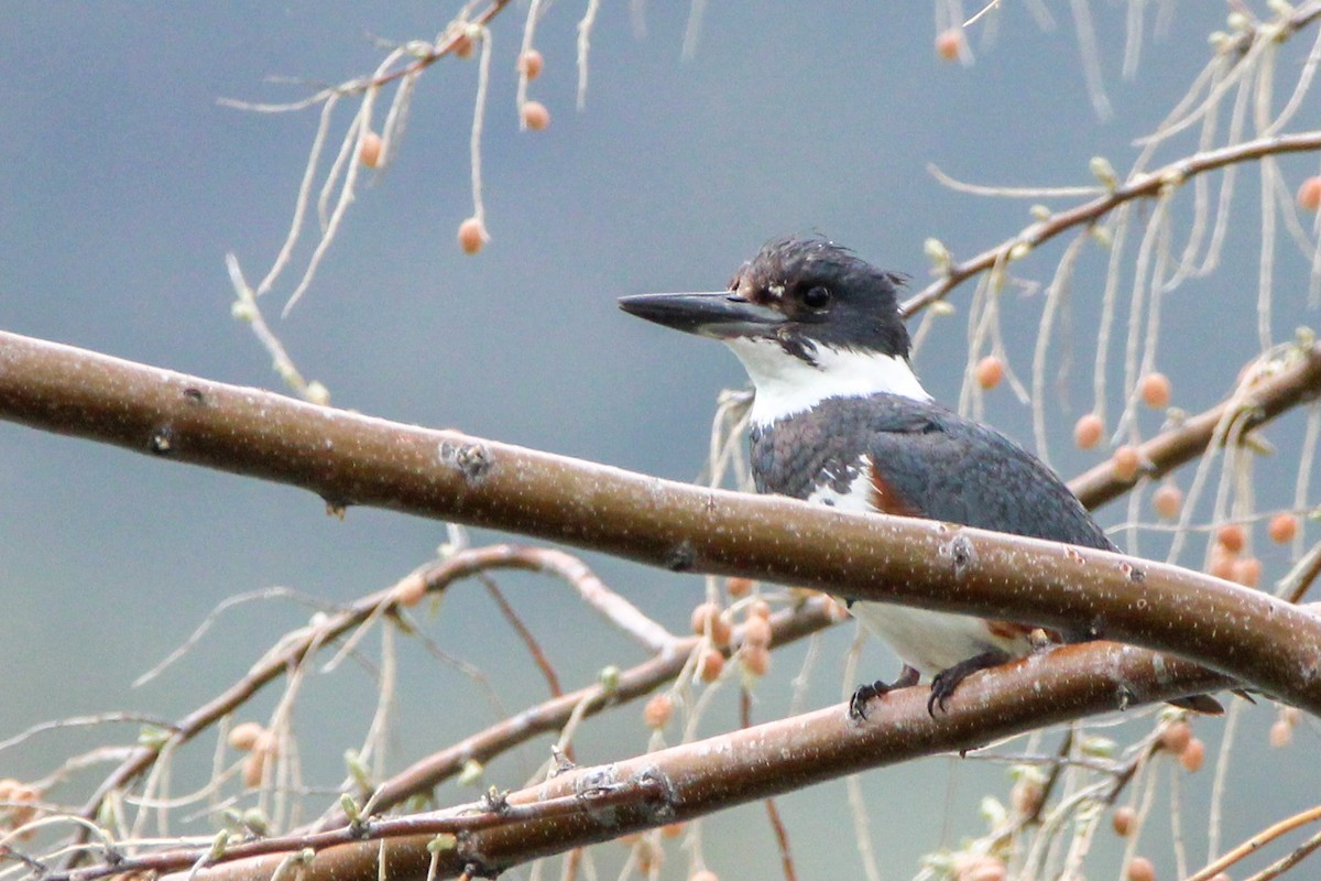 Belted Kingfisher - ML618067326