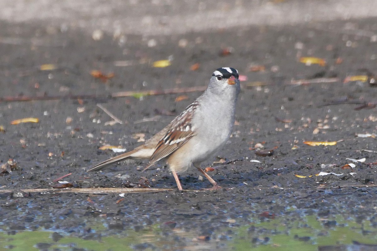 White-crowned Sparrow - ML618067327