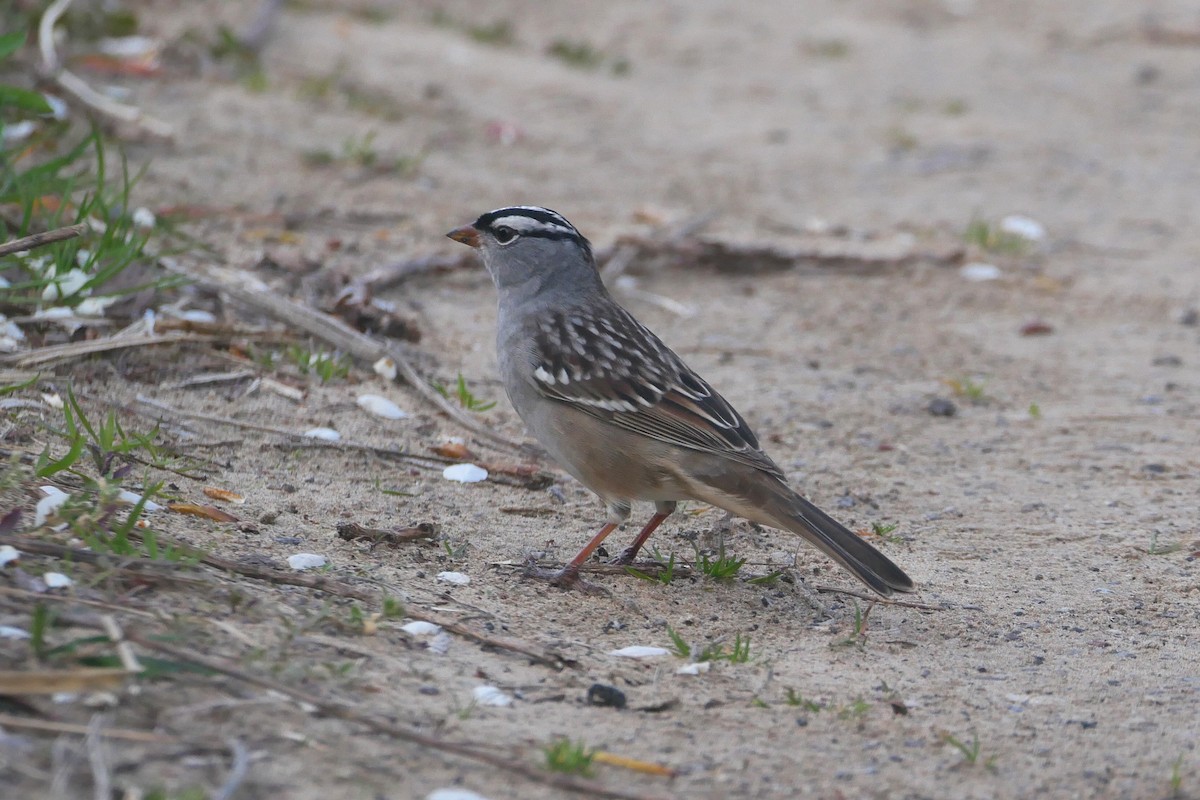 White-crowned Sparrow - Sandeep Biswas