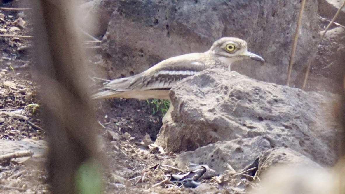 Indian Thick-knee - ML618067332