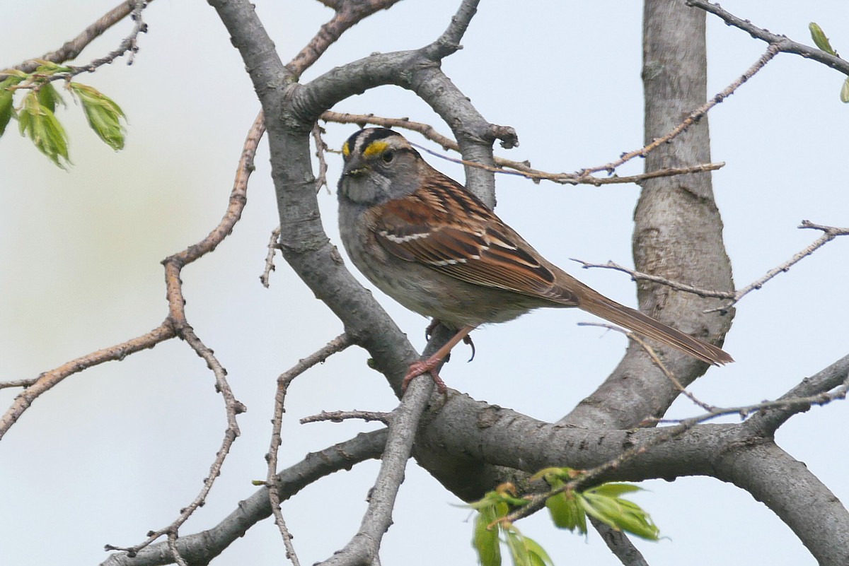 White-throated Sparrow - Sandeep Biswas