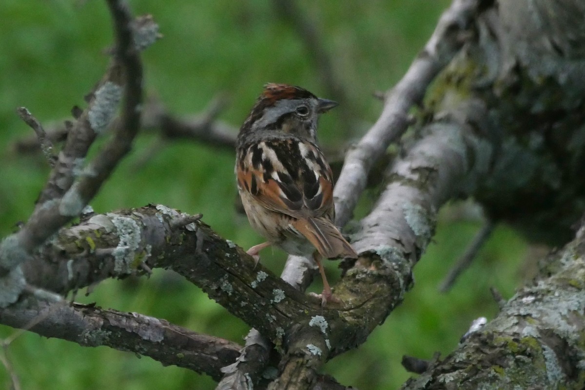 Swamp Sparrow - ML618067346