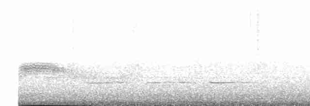 Mangrov Vireosu (ochraceus/semiflavus) - ML618067357