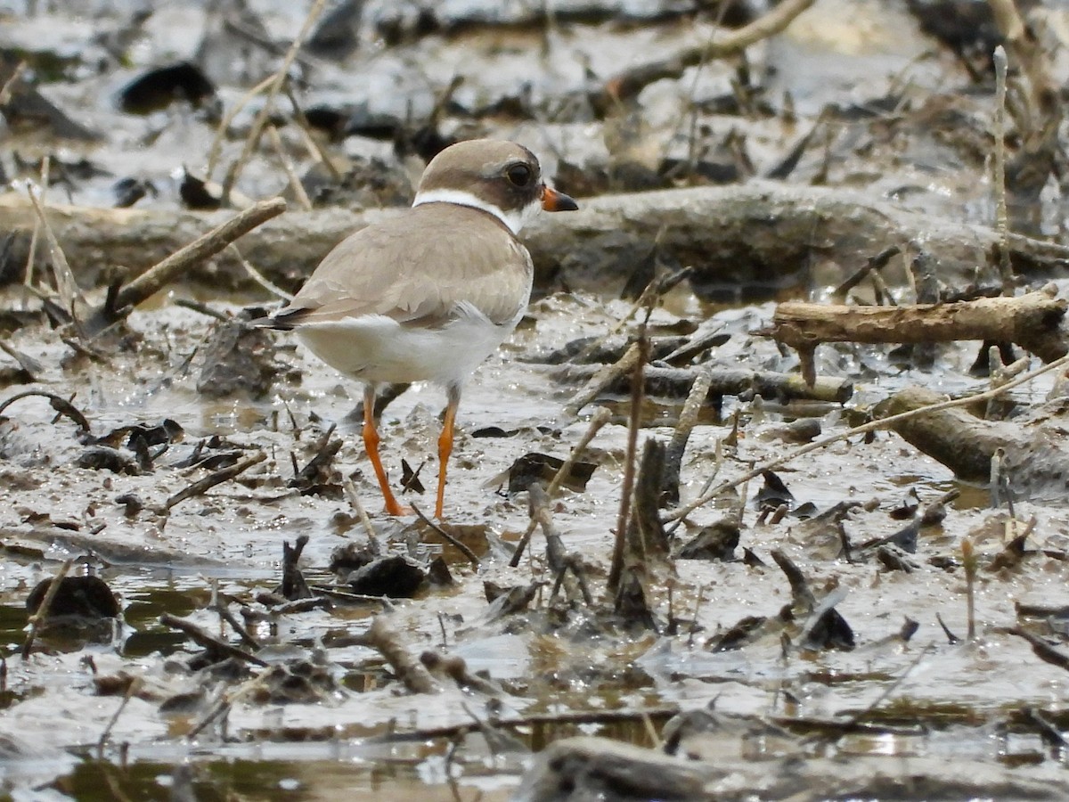 Semipalmated Plover - P Chappell