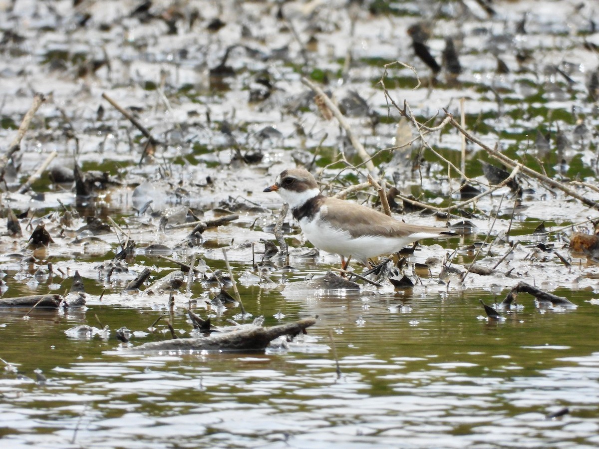 Semipalmated Plover - P Chappell