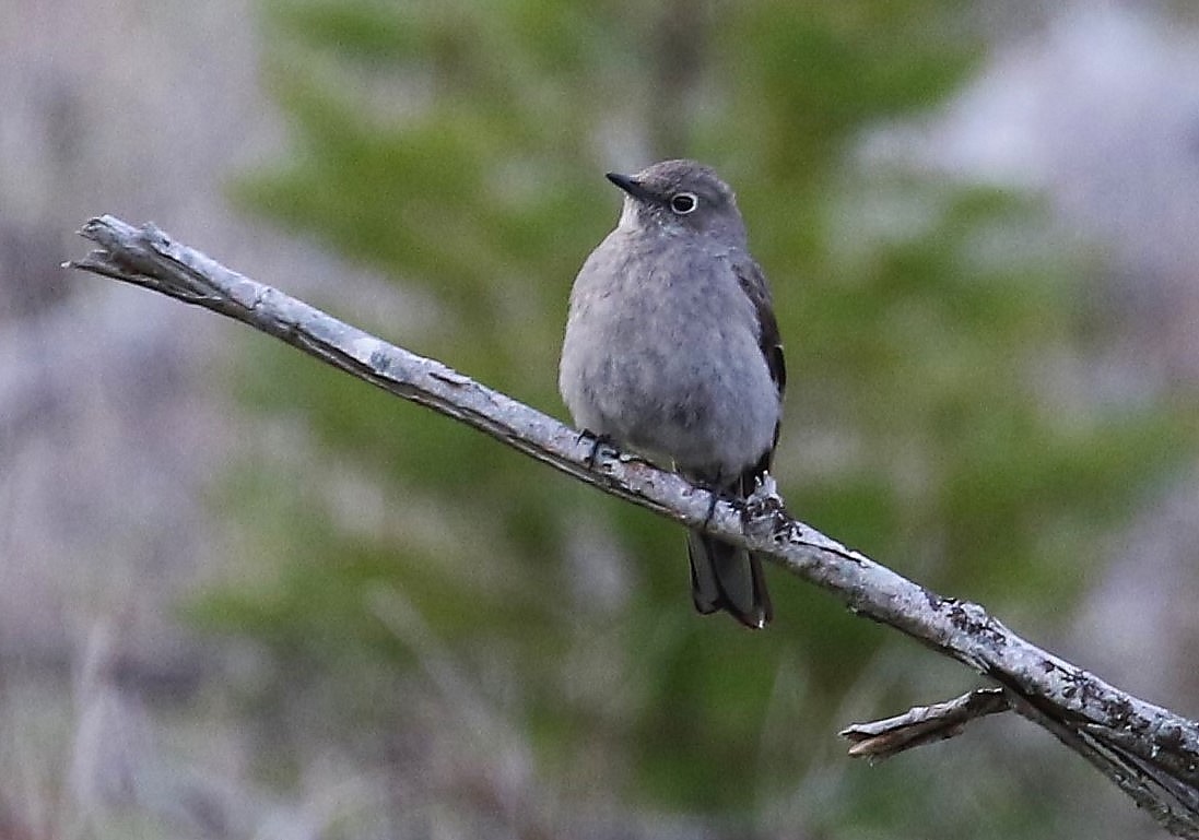 Townsend's Solitaire - ML618067366
