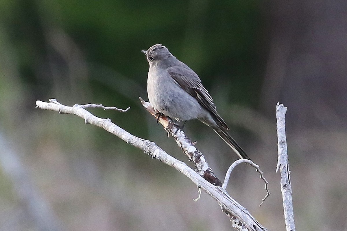 Townsend's Solitaire - ML618067371