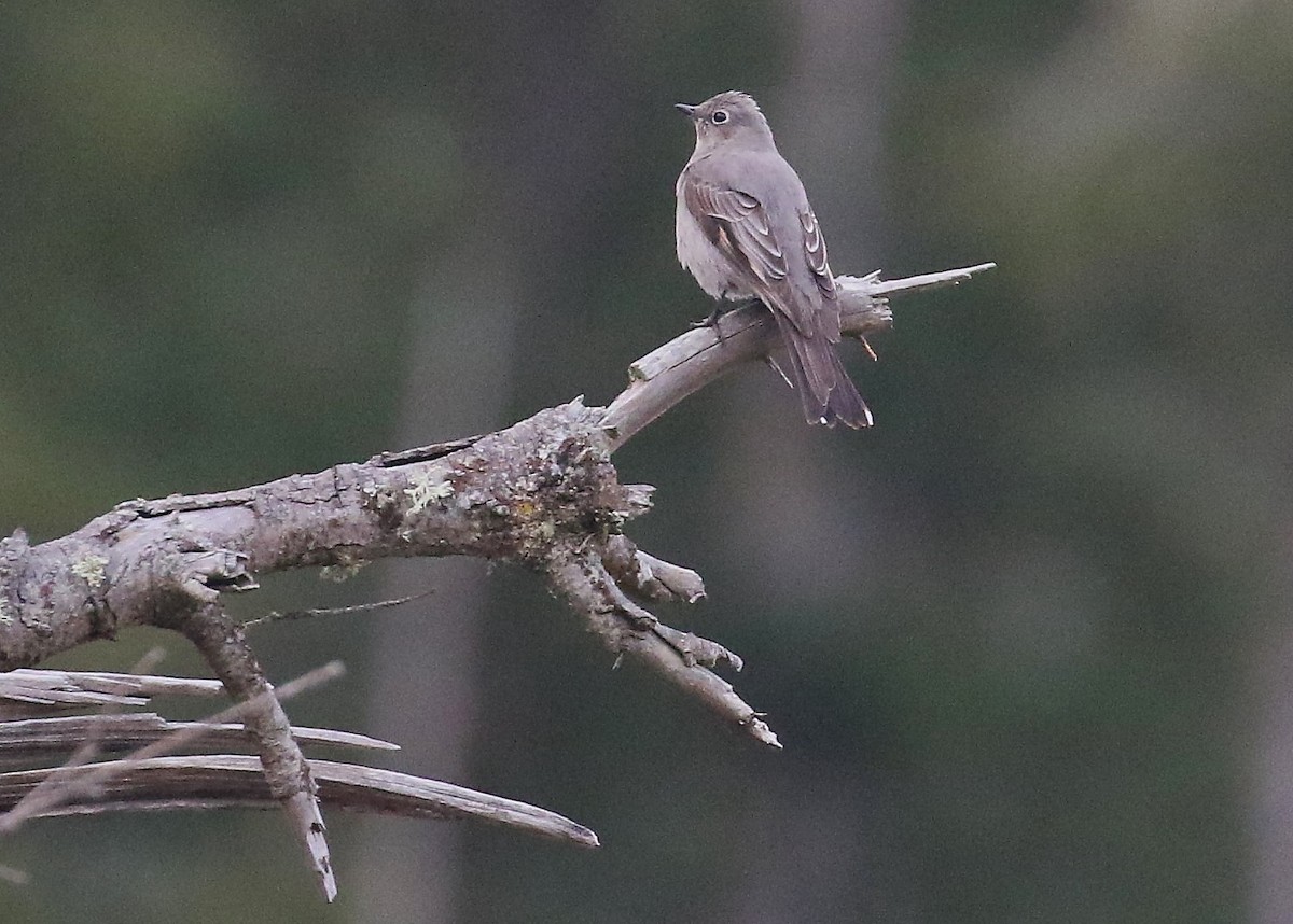 Townsend's Solitaire - ML618067381