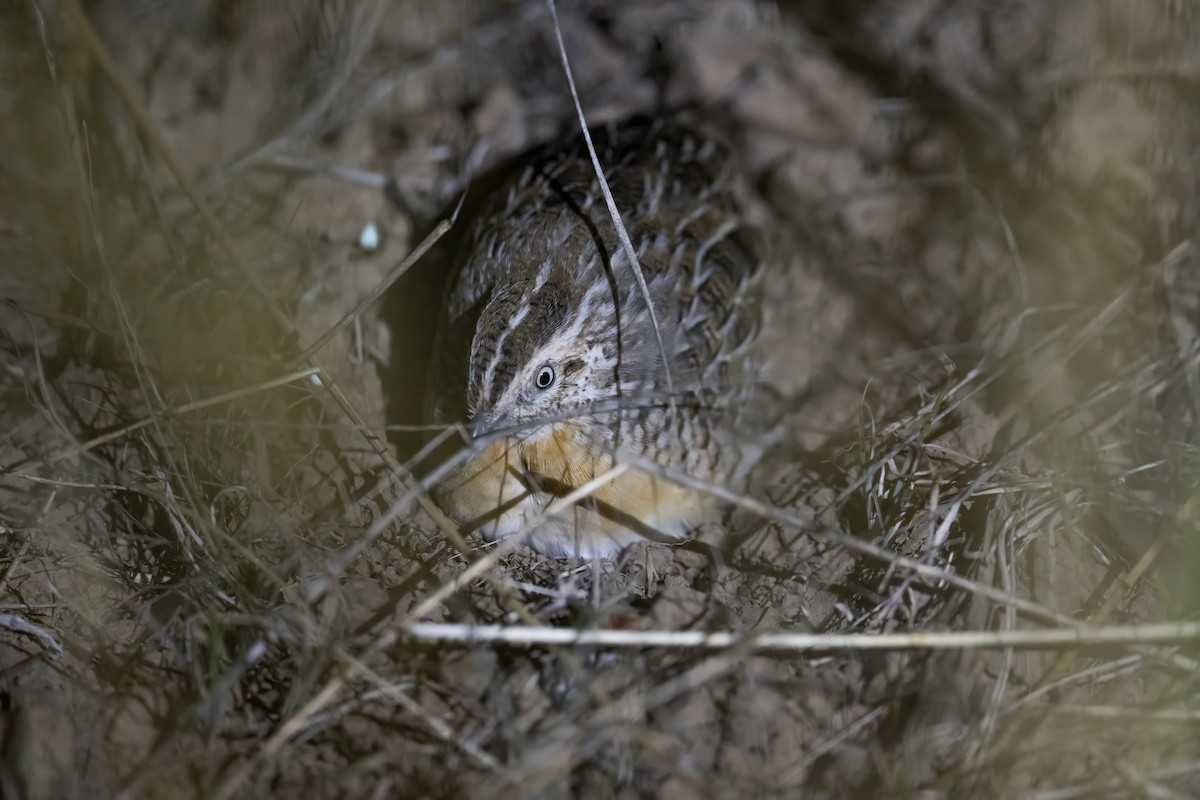 Red-chested Buttonquail - ML618067388