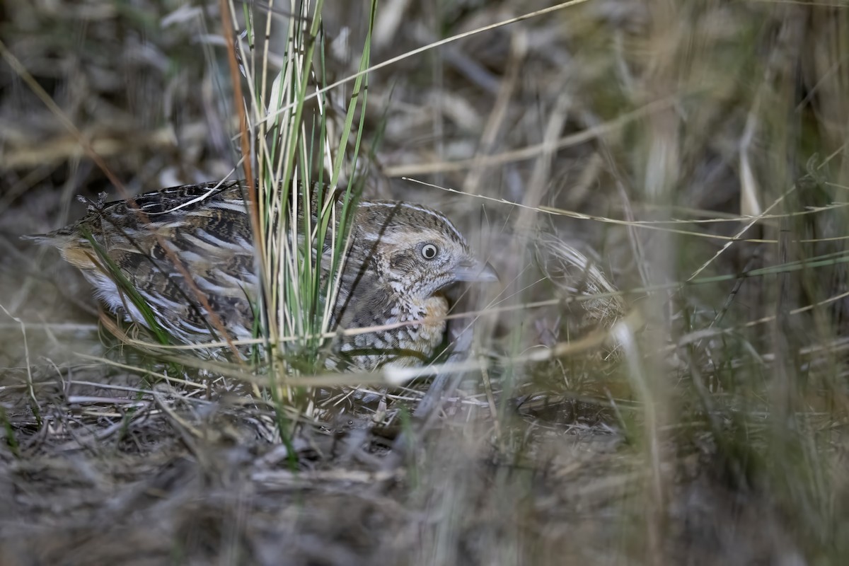 Red-chested Buttonquail - ML618067390