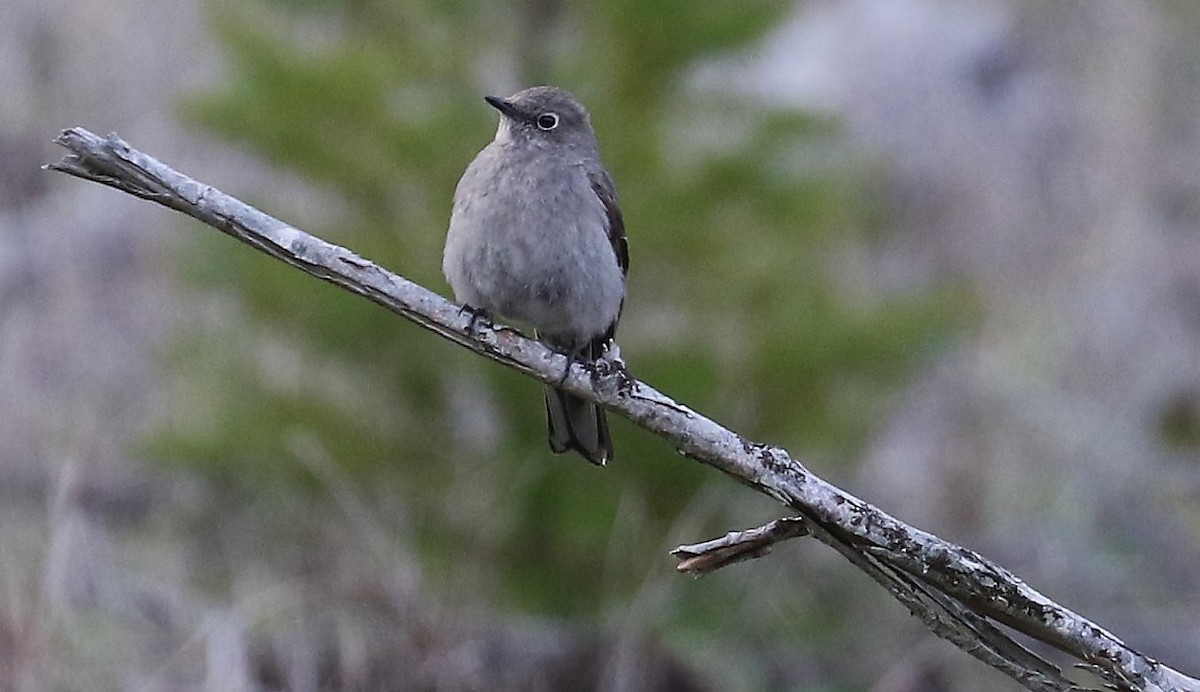 Townsend's Solitaire - ML618067391