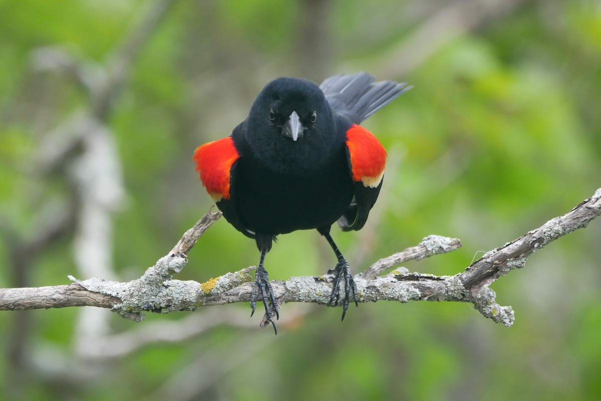 Red-winged Blackbird - ML618067407