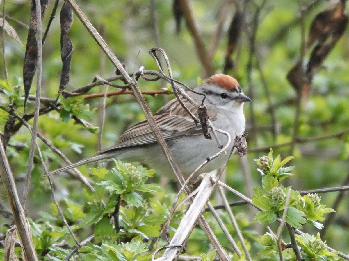 Chipping Sparrow - franci Holtslander