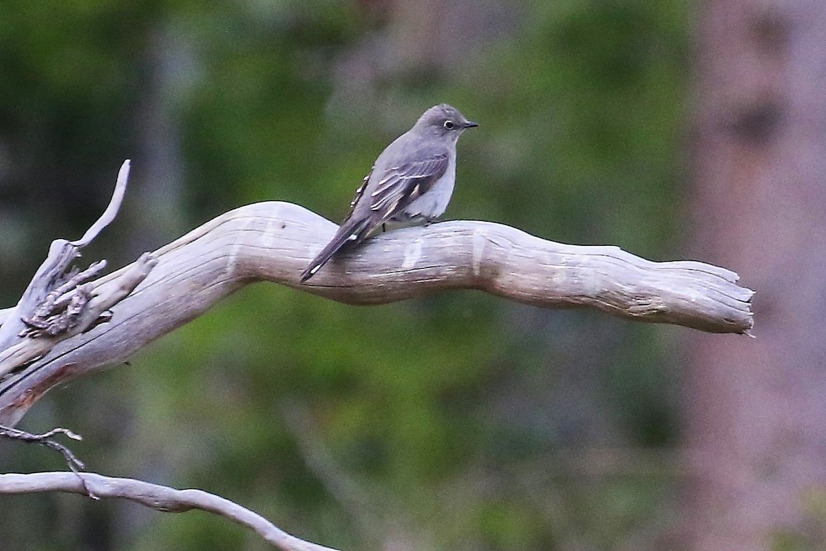 Townsend's Solitaire - ML618067419