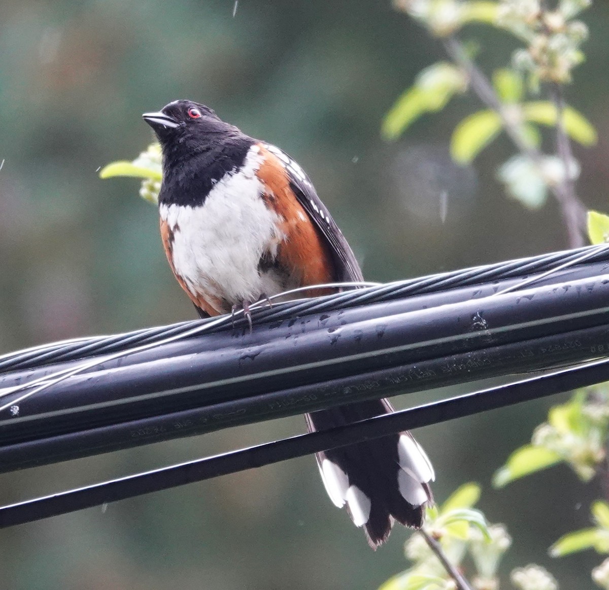 Spotted Towhee - ML618067421