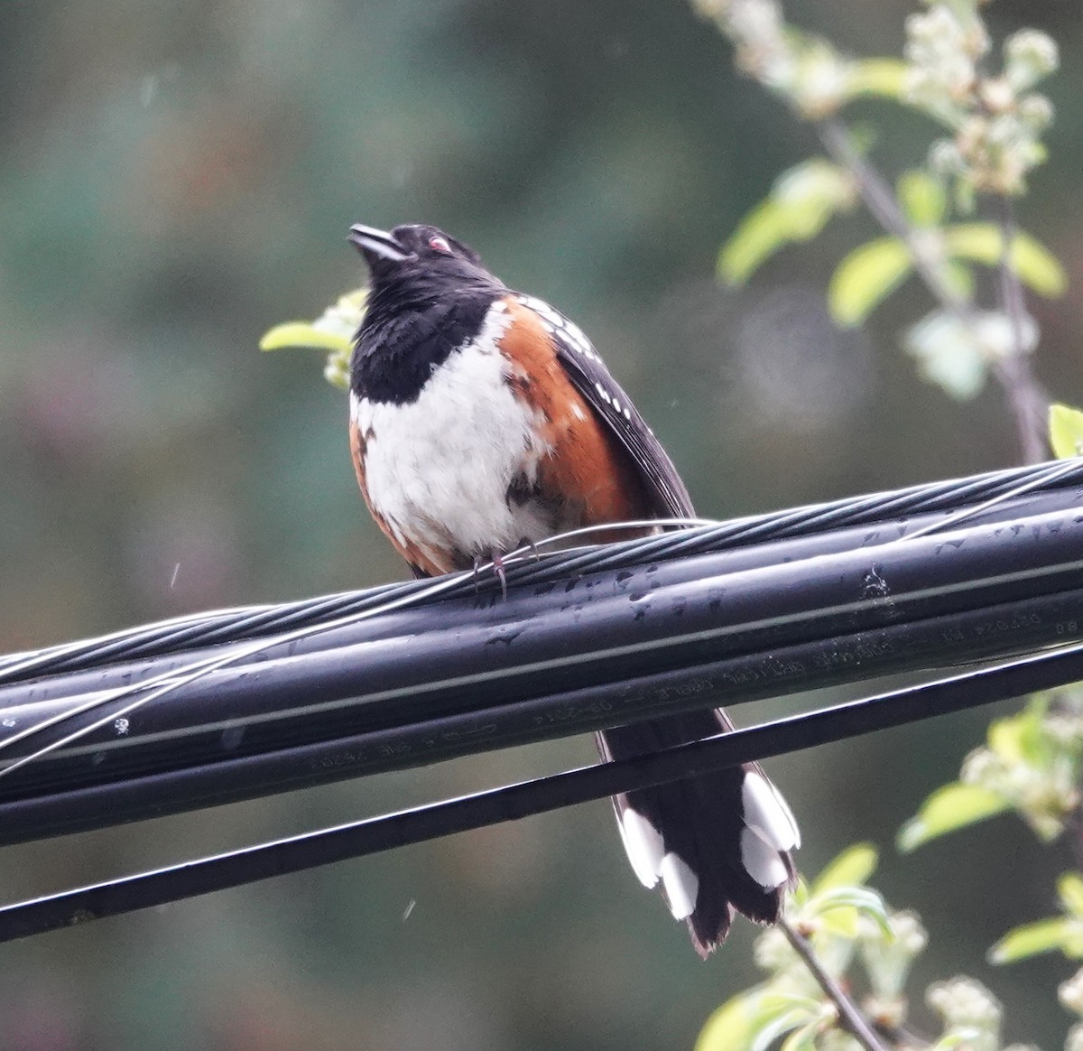 Spotted Towhee - ML618067422