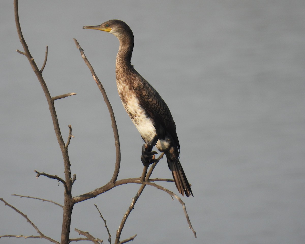 Indian Cormorant - Murari Varma