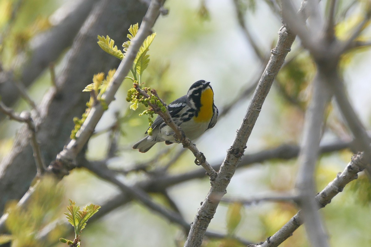 Yellow-throated Warbler - Sandeep Biswas