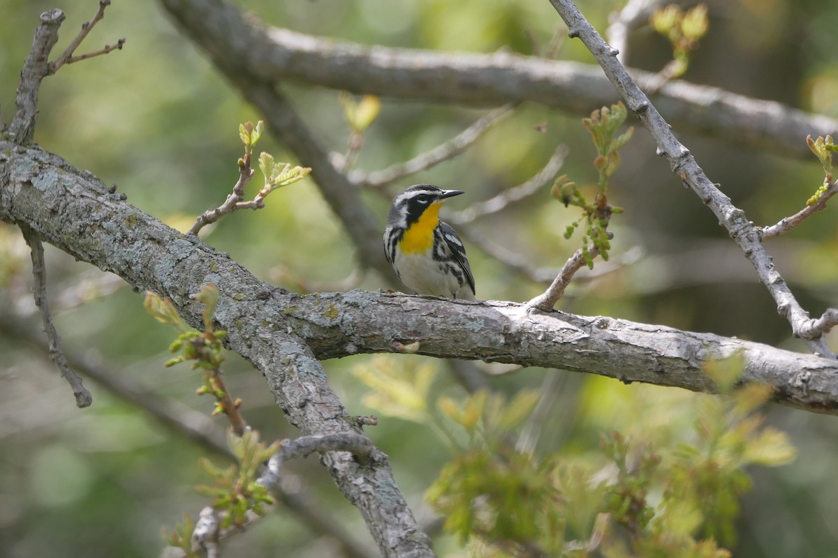 Yellow-throated Warbler - Sandeep Biswas
