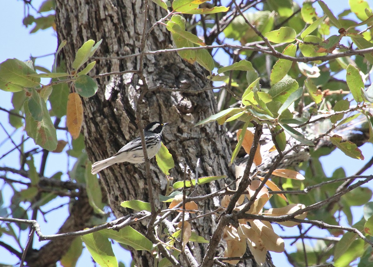 Black-throated Gray Warbler - ML618067458