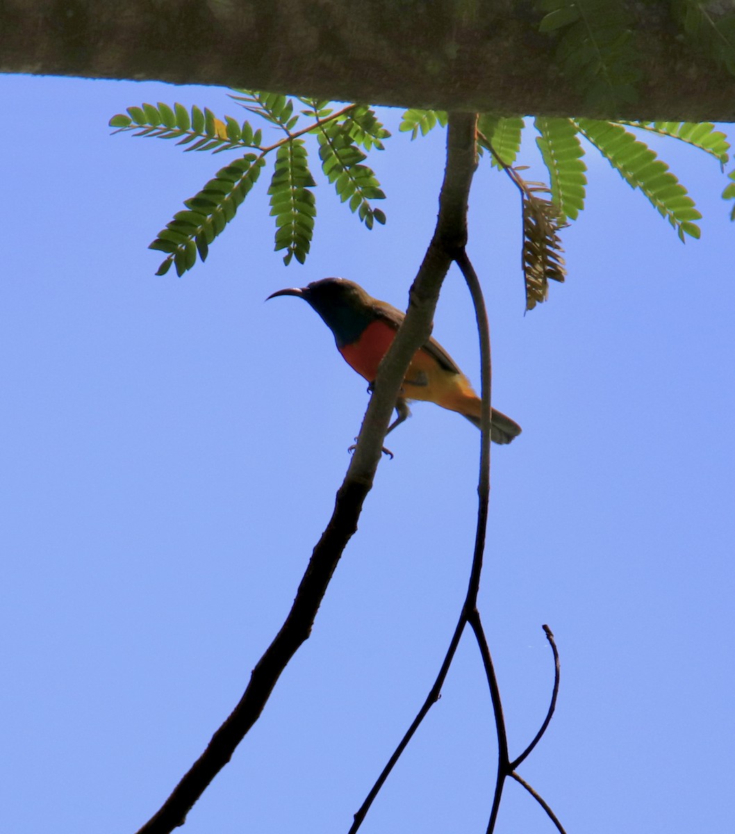 Flame-breasted Sunbird - Ross Brown