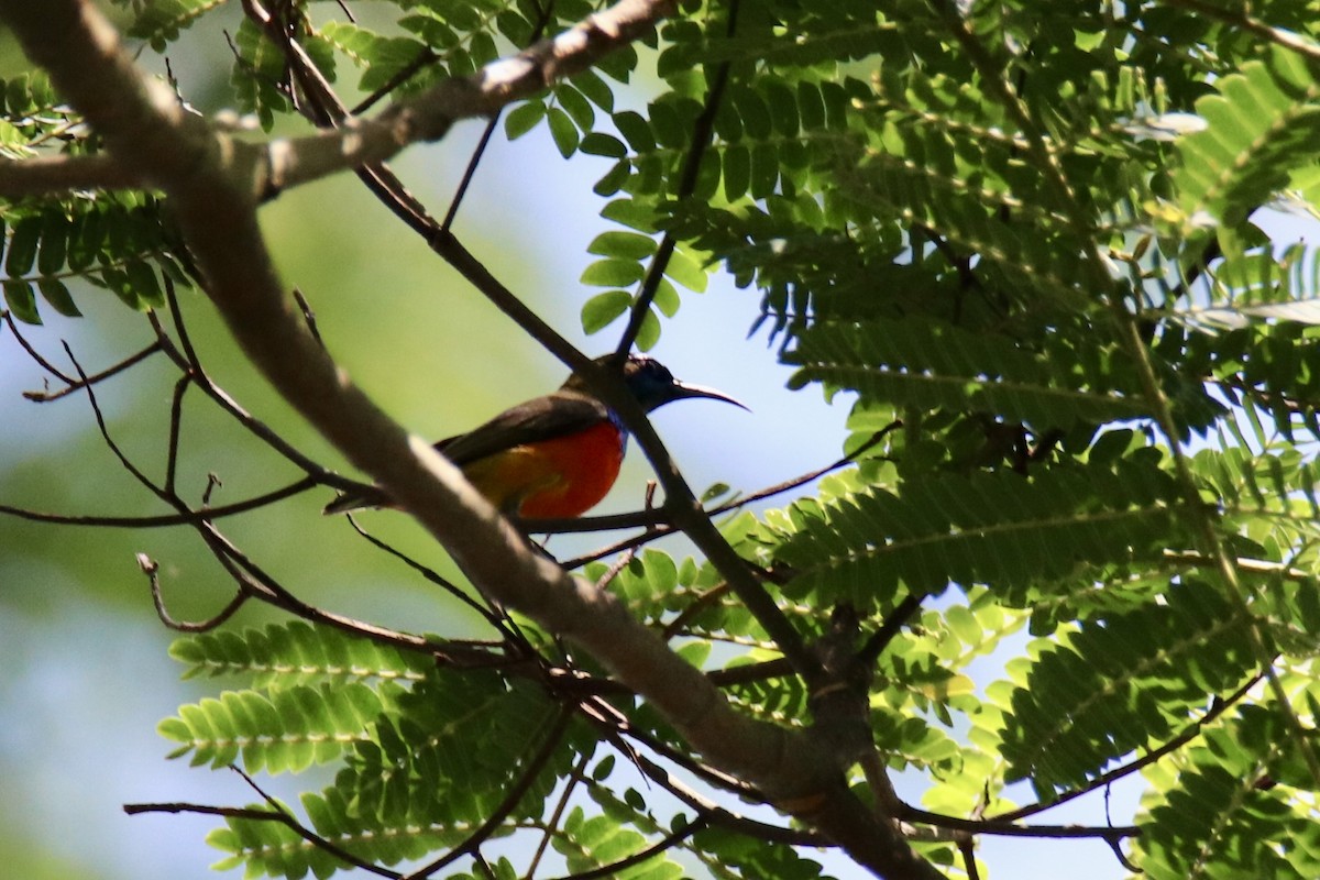 Flame-breasted Sunbird - Ross Brown