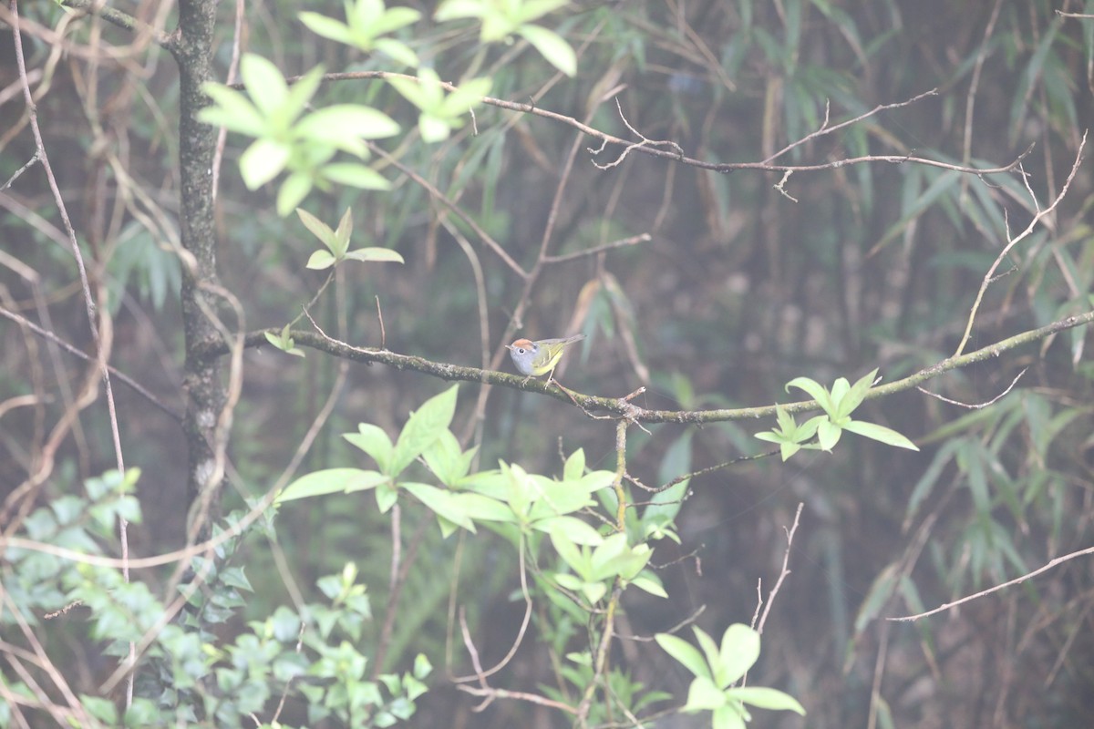 Chestnut-crowned Warbler - Starlit Chen