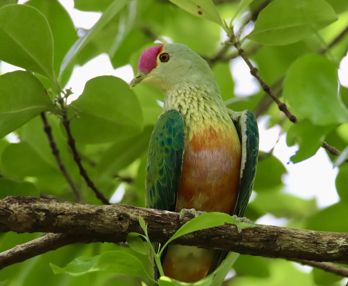 Rose-crowned Fruit-Dove - ML618067494
