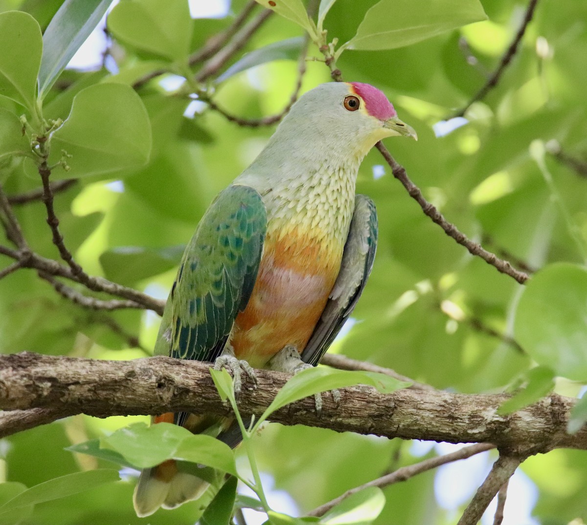 Rose-crowned Fruit-Dove - ML618067495