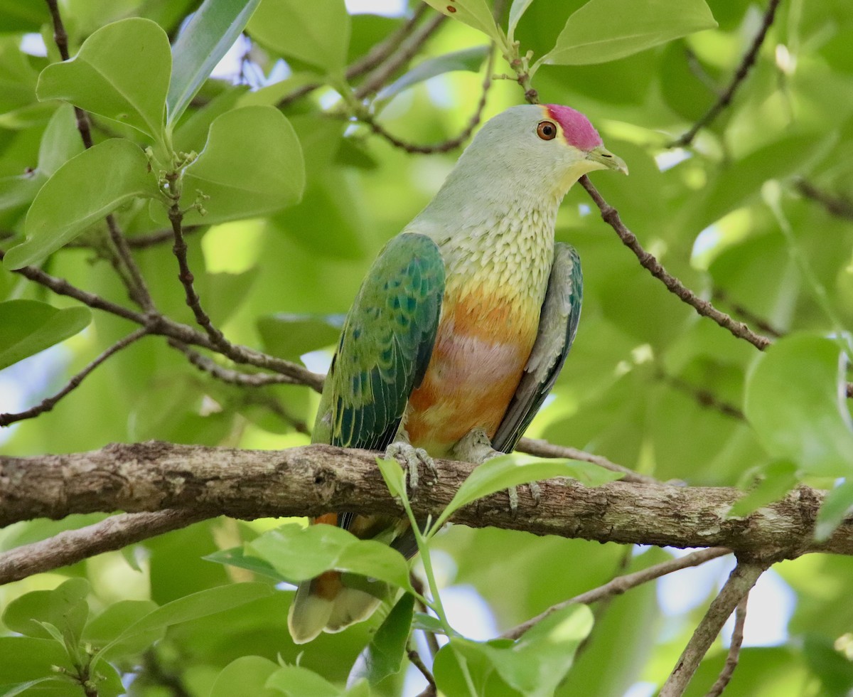 Rose-crowned Fruit-Dove - ML618067496