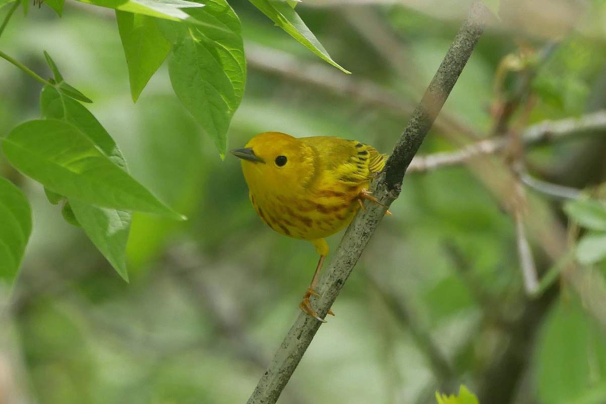 Yellow Warbler - Sandeep Biswas