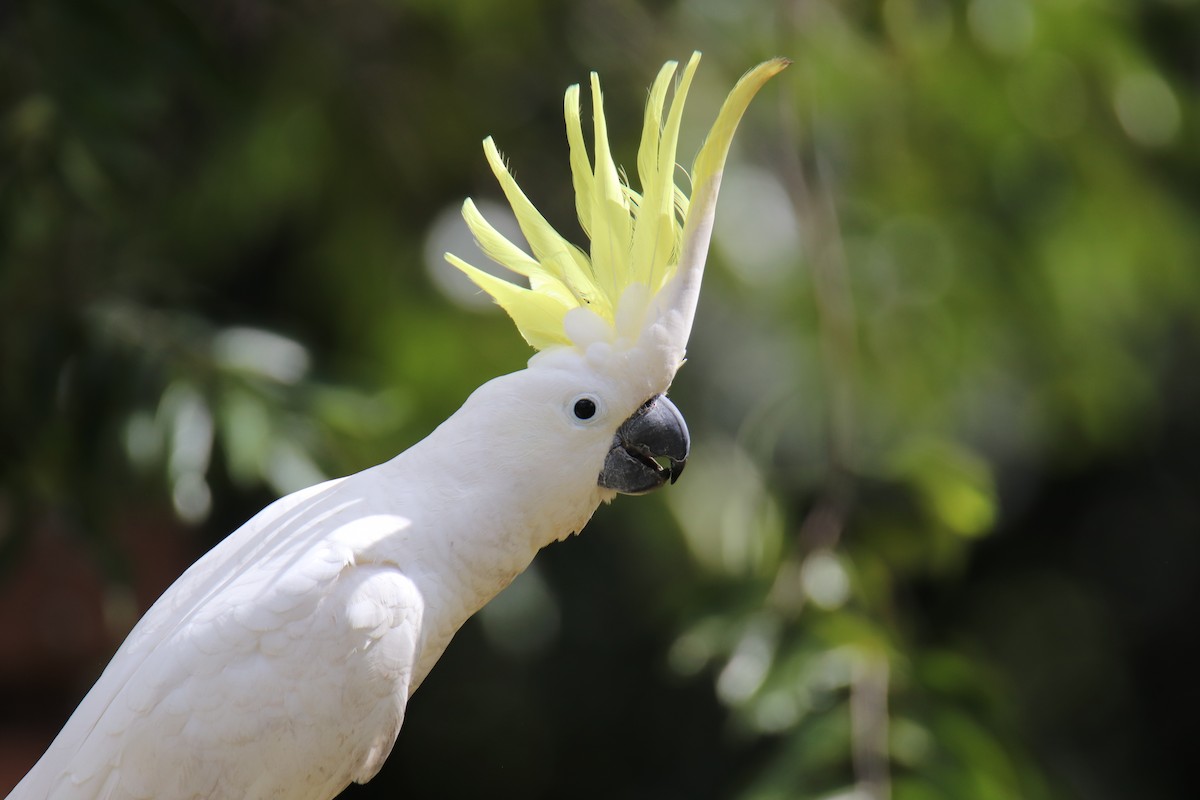 Sulphur-crested Cockatoo - Ross Brown