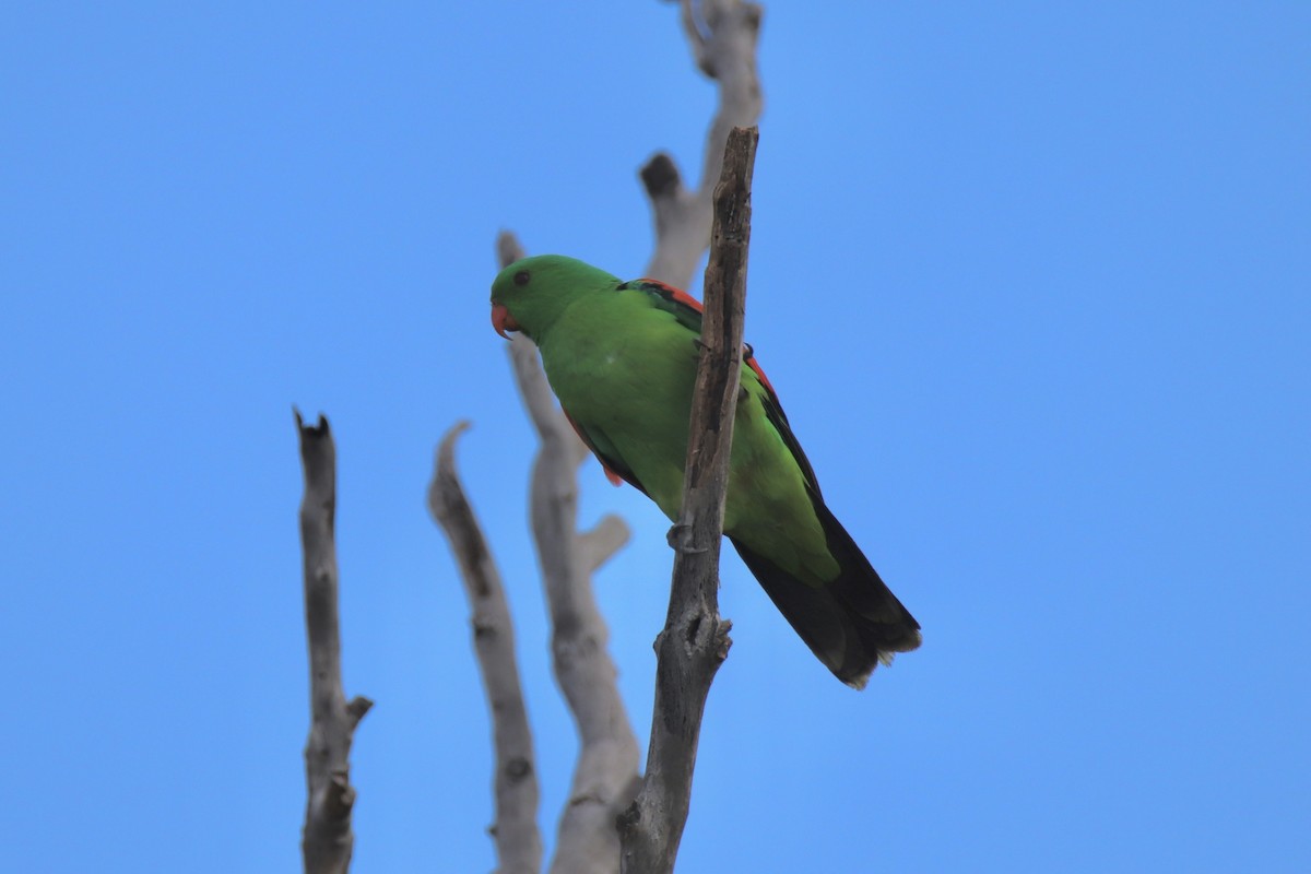 Red-winged Parrot - ML618067511