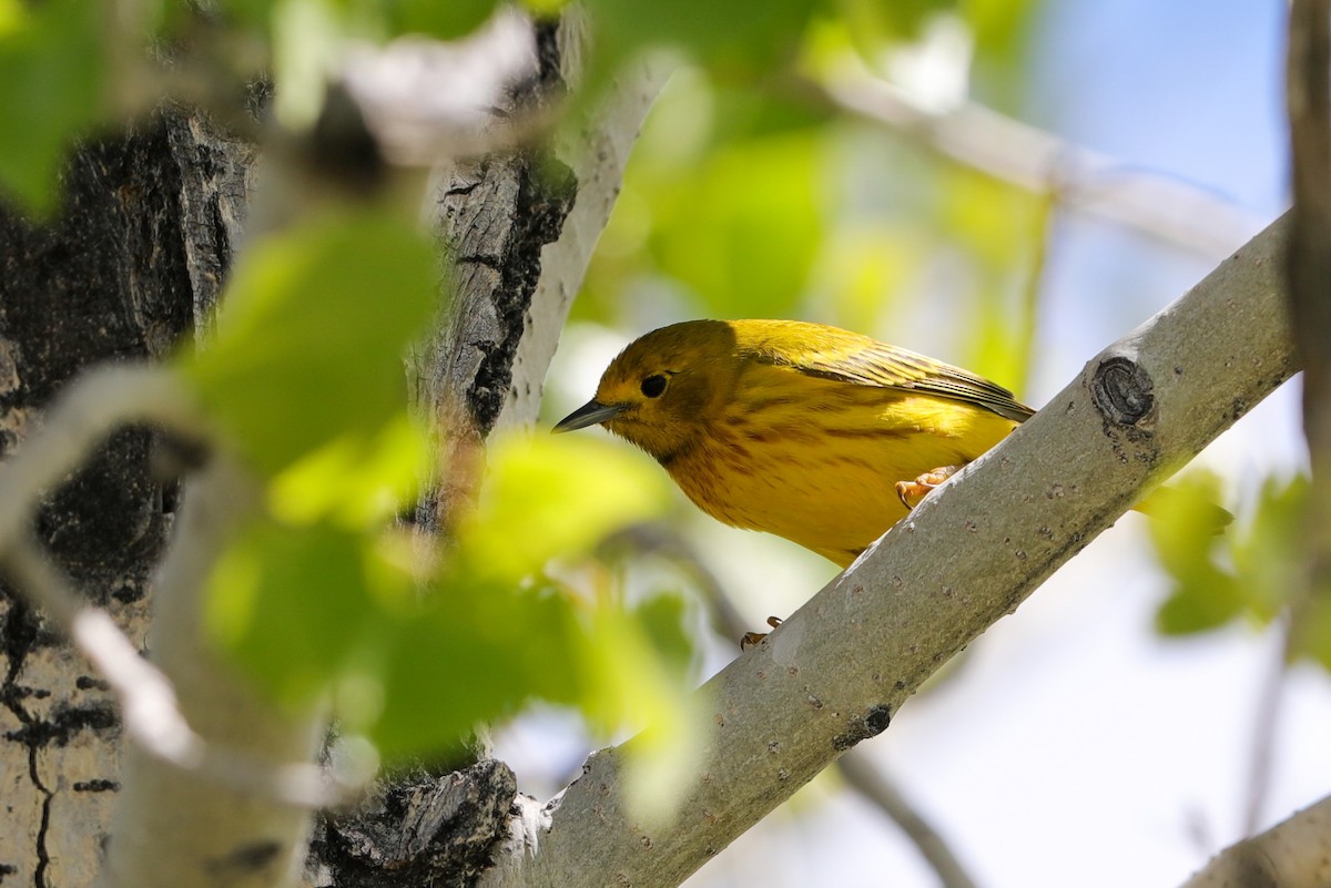 Yellow Warbler - Lynn Duncan