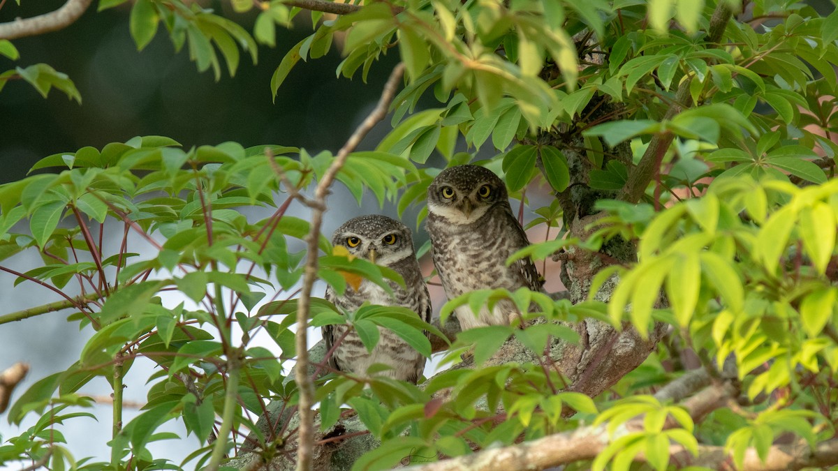 Spotted Owlet - Faisal Fasaludeen
