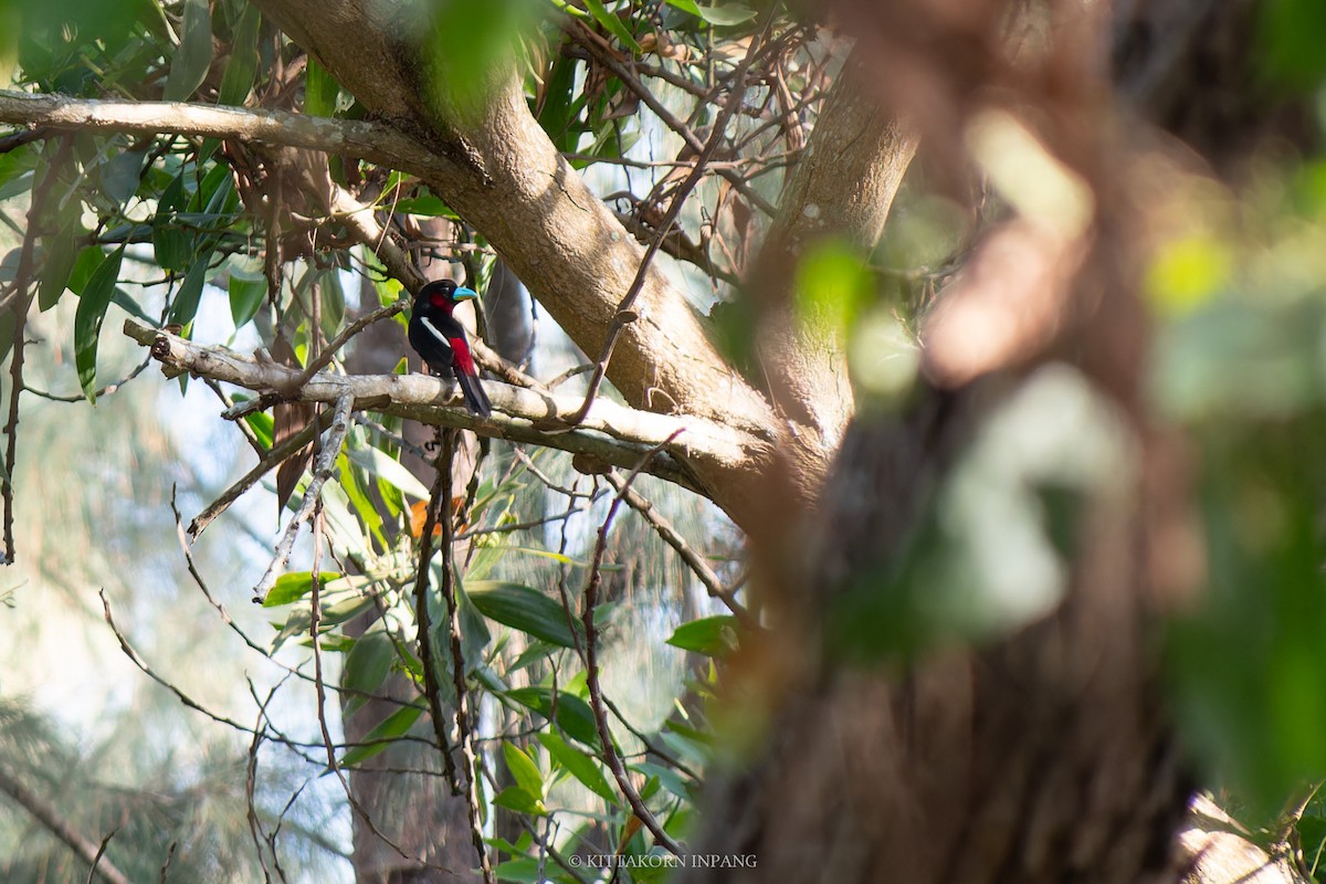 Black-and-red Broadbill - Kittakorn Inpang