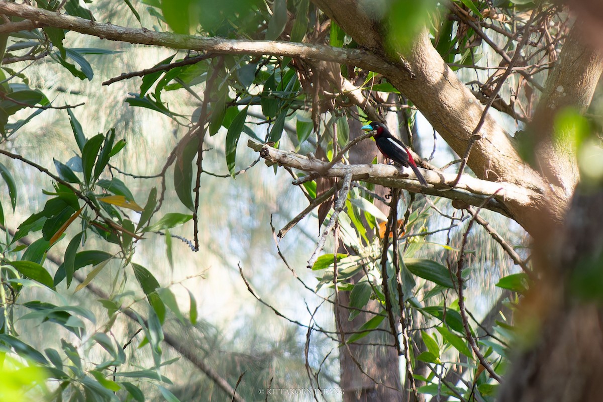 Black-and-red Broadbill - Kittakorn Inpang