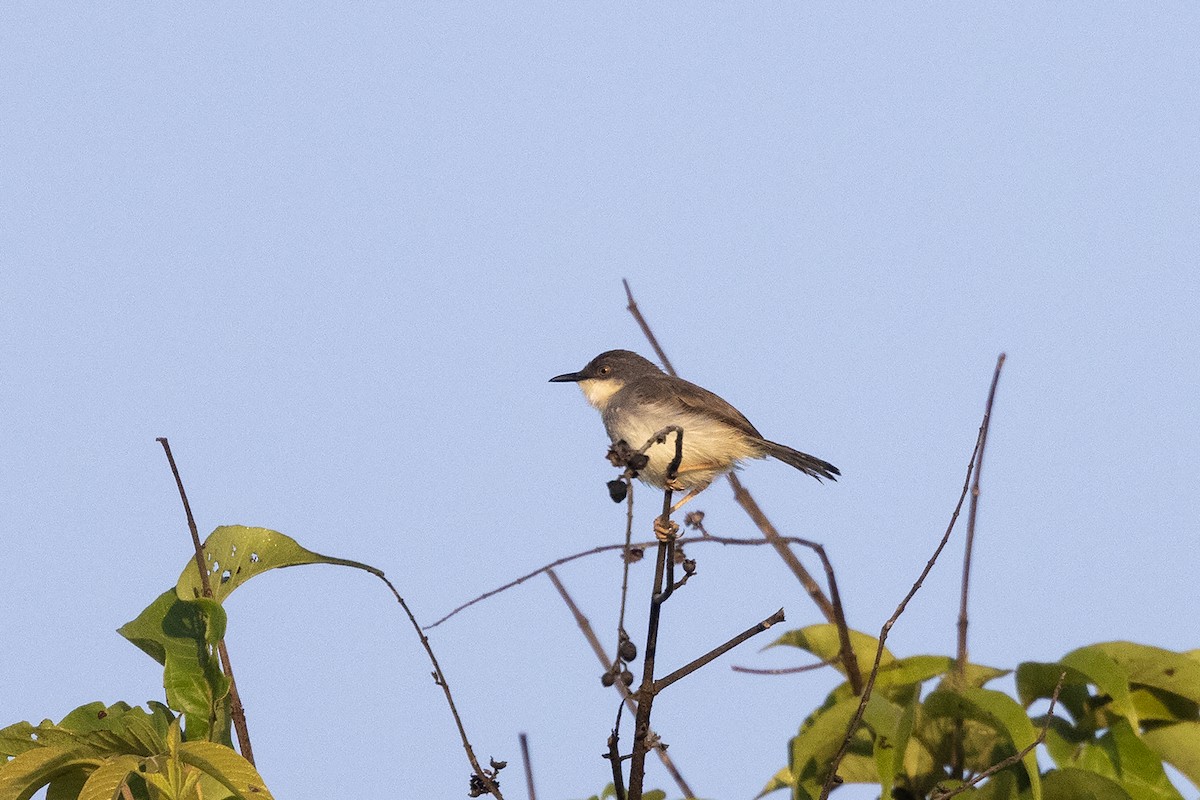 Gray-breasted Prinia - Niall D Perrins