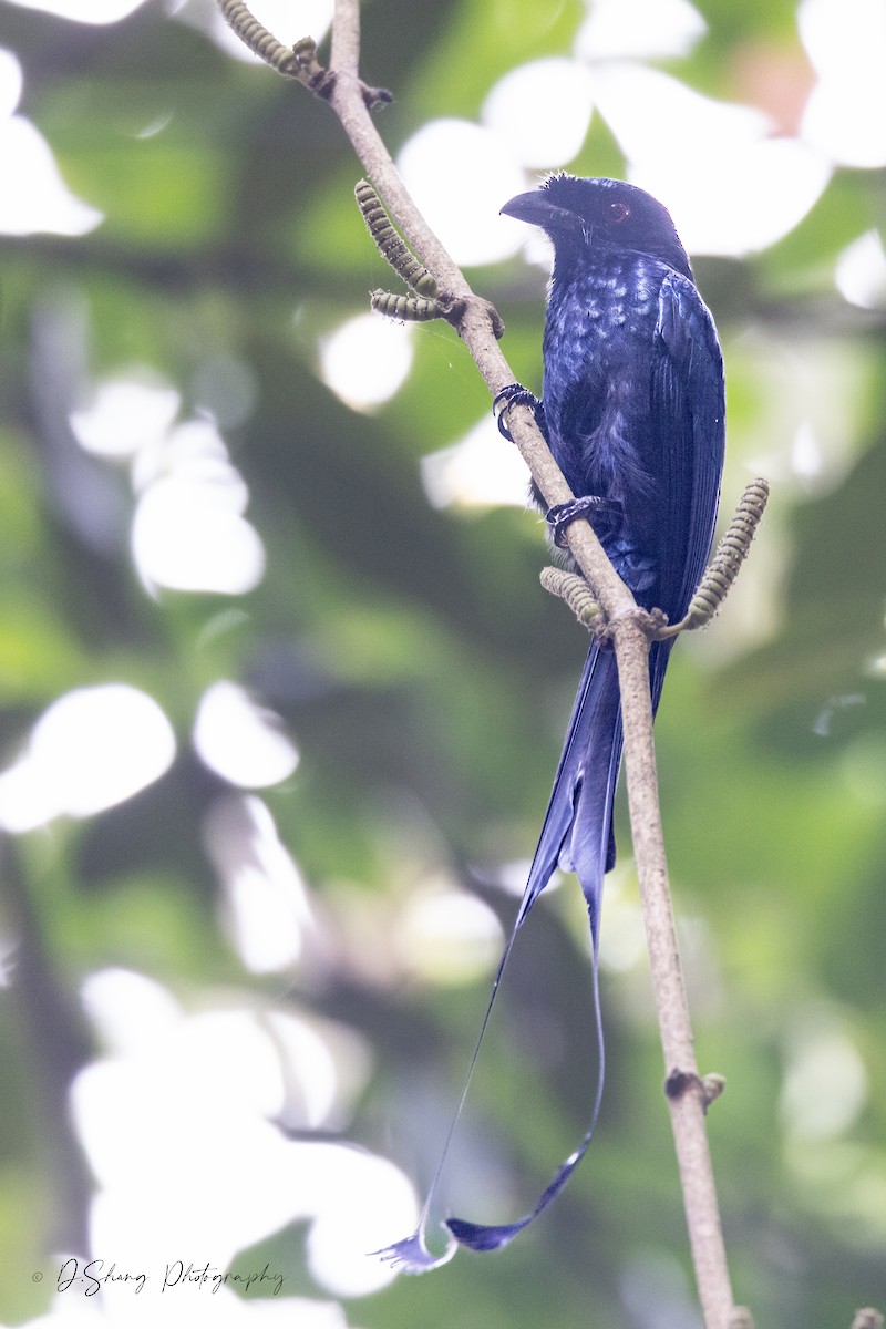 Greater Racket-tailed Drongo - ML618067587