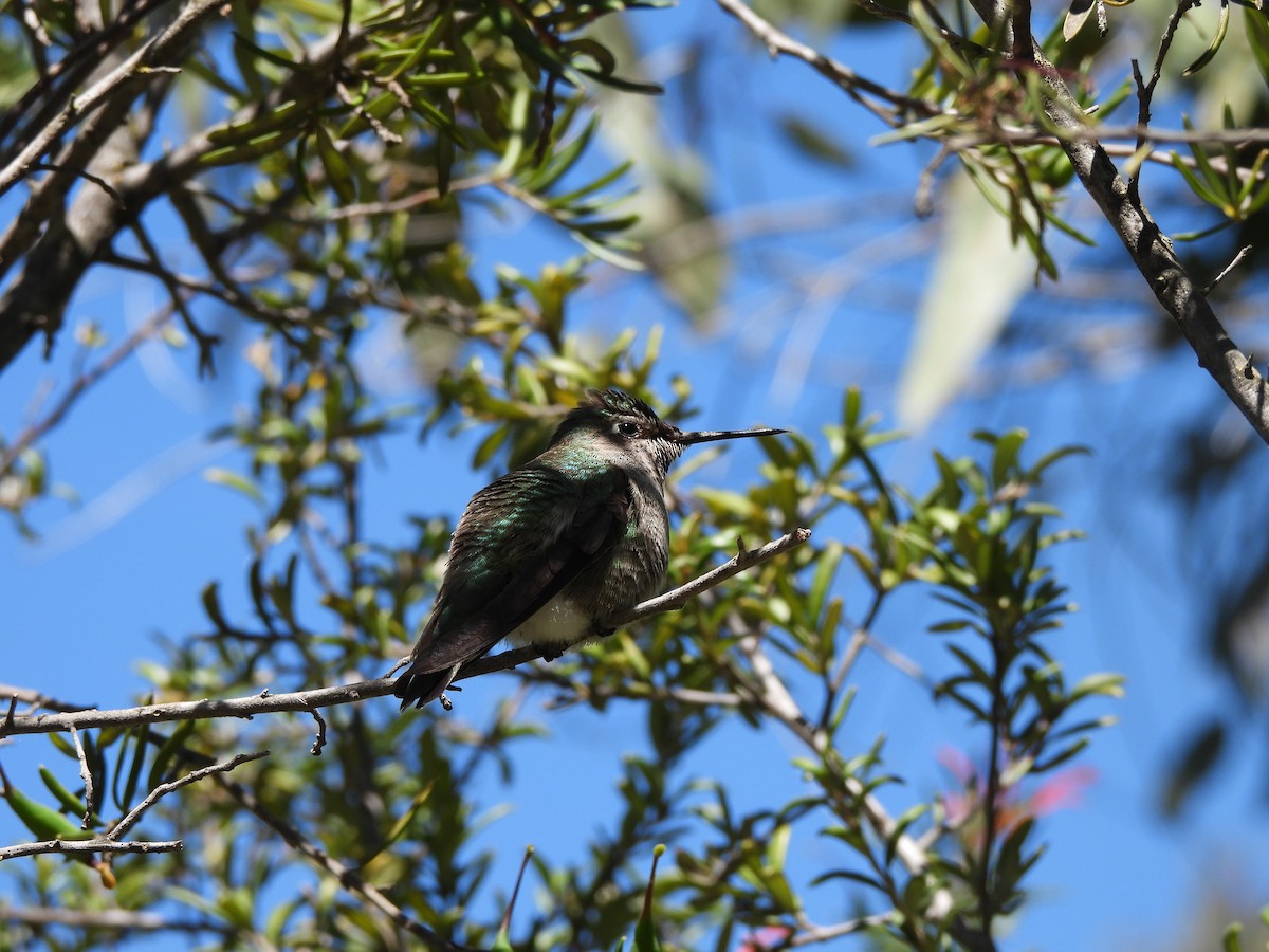 Anna's Hummingbird - ML618067595