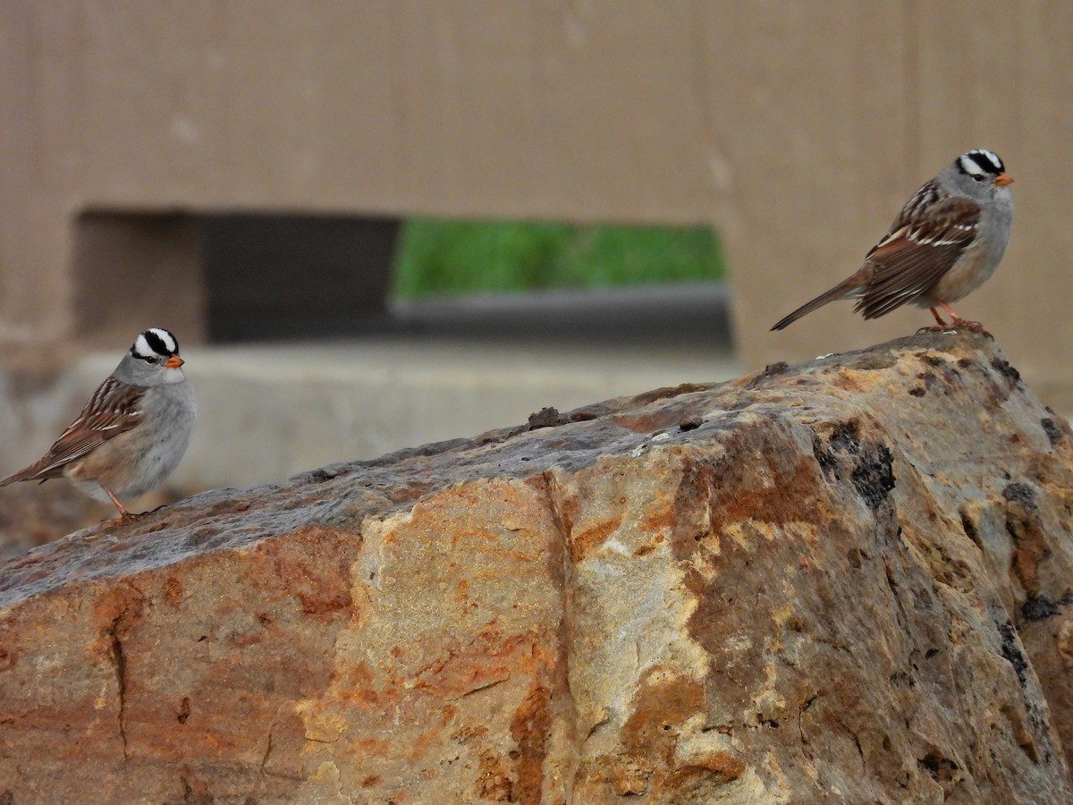 White-crowned Sparrow - ML618067609